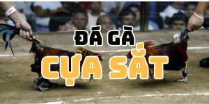 Đá Gà Cựa Sắt - Bí Mật Phương Pháp Chọn Cửa Đặt Tiền