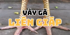 Vảy Gà Liên Giáp - Của Hiếm Trong Làm Nuôi Gà Chiến Thi Đấu