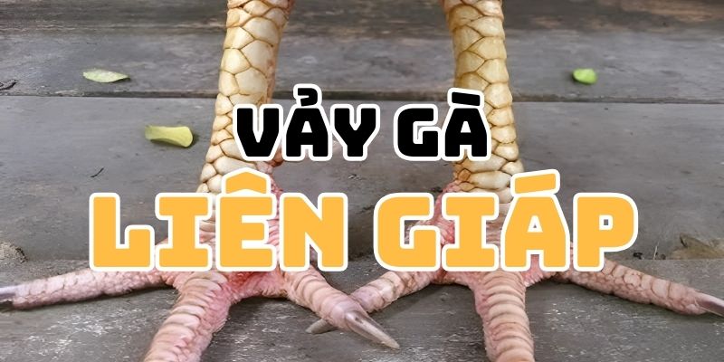 Vảy Gà Liên Giáp - Của Hiếm Trong Làm Nuôi Gà Chiến Thi Đấu